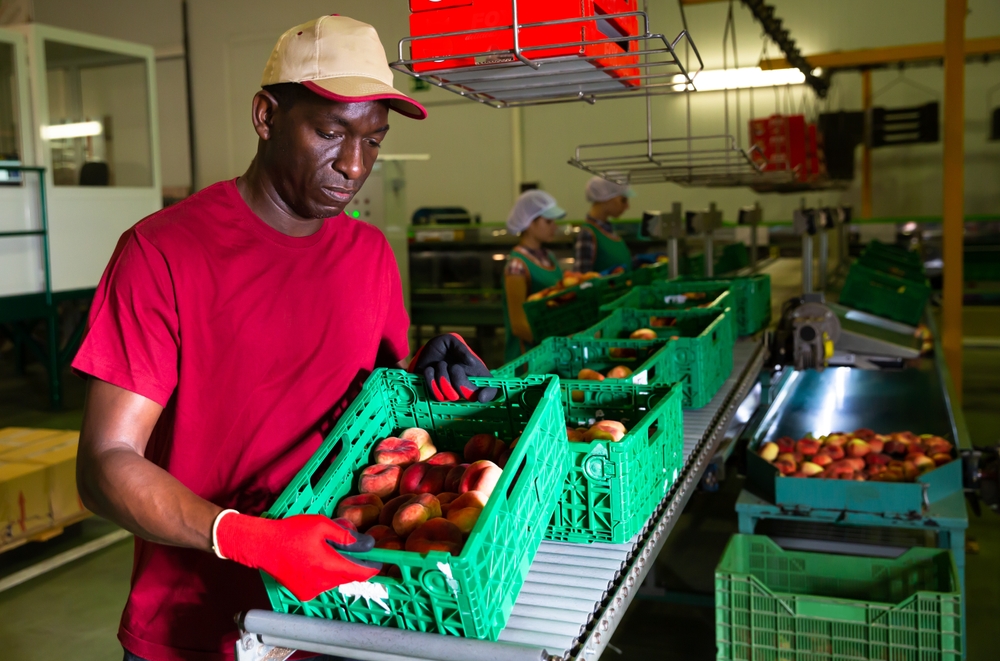worker sorts fruit on conveyor.
